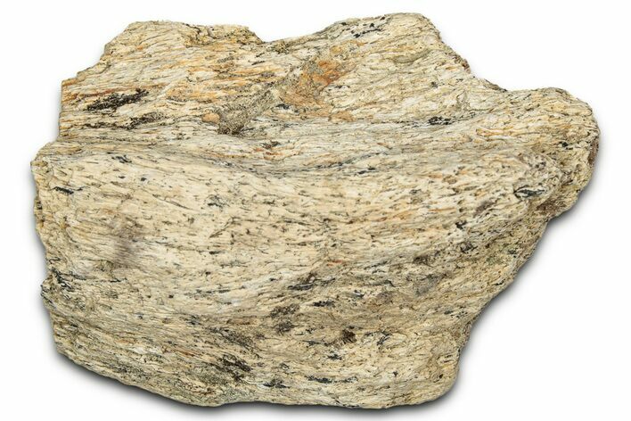 Dinosaur (Triceratops) Frill Shield Section - Montana #338886